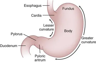 Division of the stomach